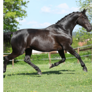 Warmblood Horses for Sale