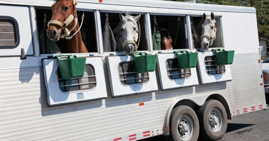 International Horse Transport Worldwide