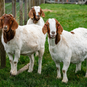 goats for sale worldwide