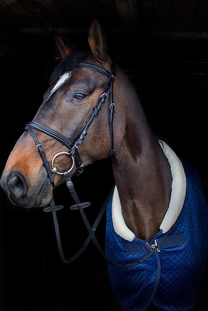 Bridles and Reins for Sale Worldwide