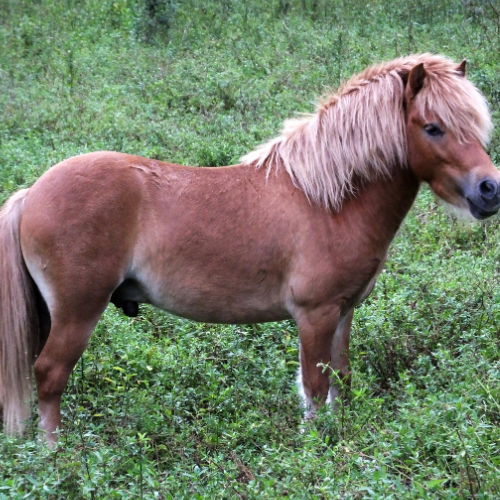 Miniature Horses for Sale Worldwide