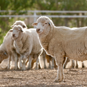 sheep and rams for sale worldwide