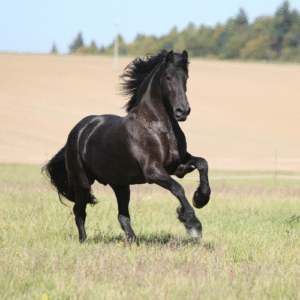 Friesian Horses for Sale Worldwide