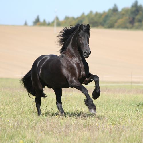 Friesian Horses for Sale Worldwide