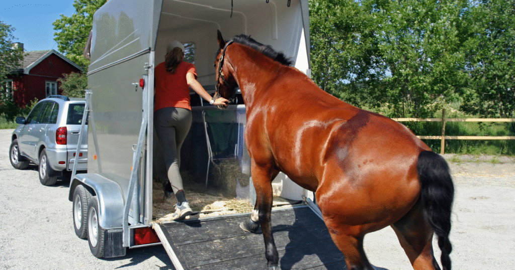 International Horse Transport Worldwide