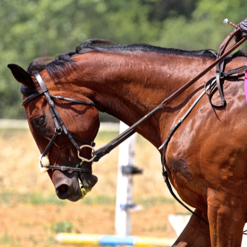 Warmblood Horses for Sale