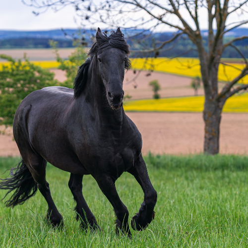 Friesian Horses for Sale Worldwide