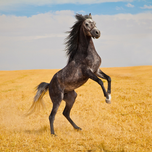 Arabian Horses for Sale Worldwide