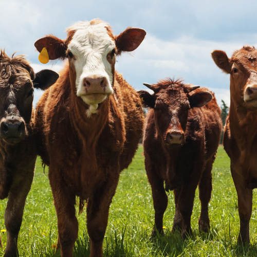 cattle for sale worldwide