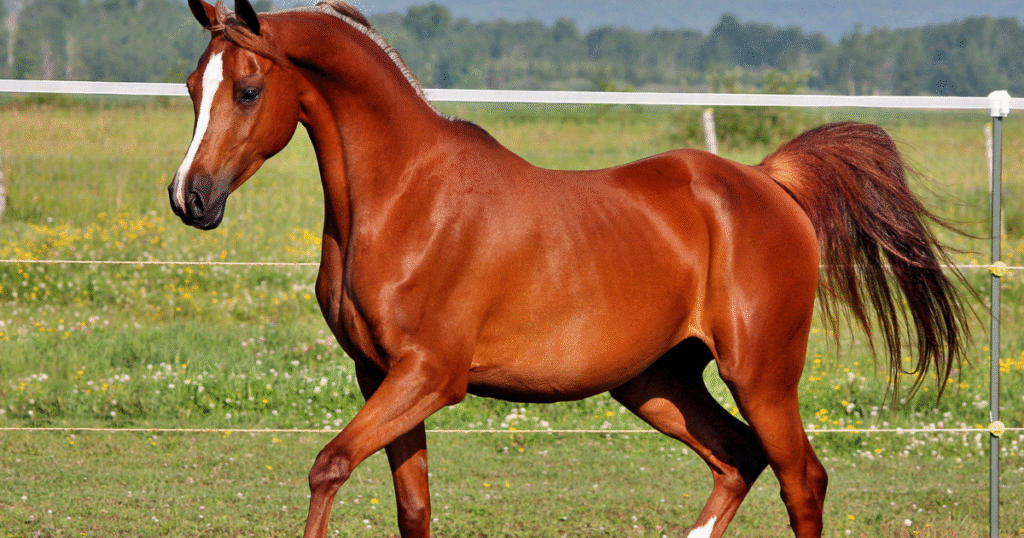 Egyptian Arabian Bloodlines