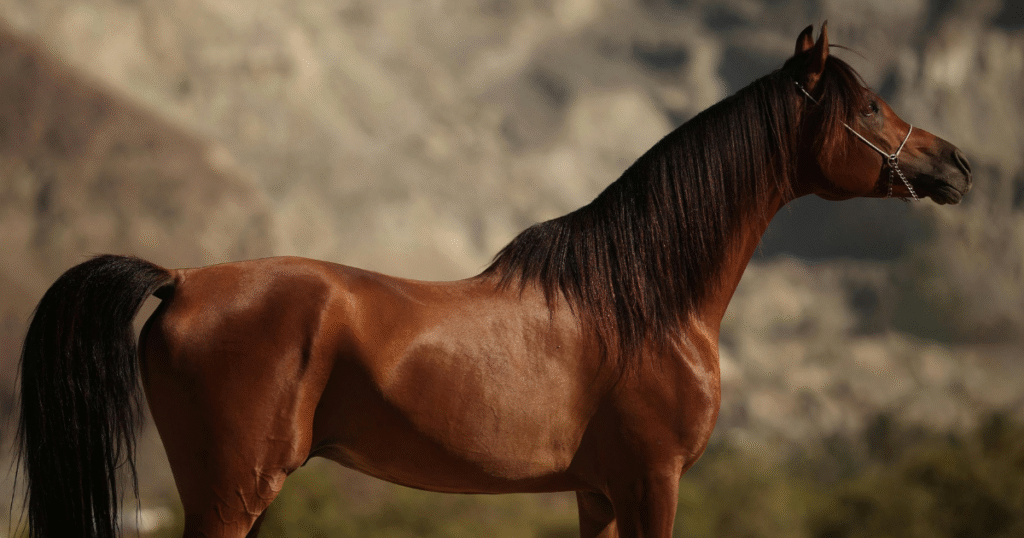 Egyptian Arabian Bloodlines