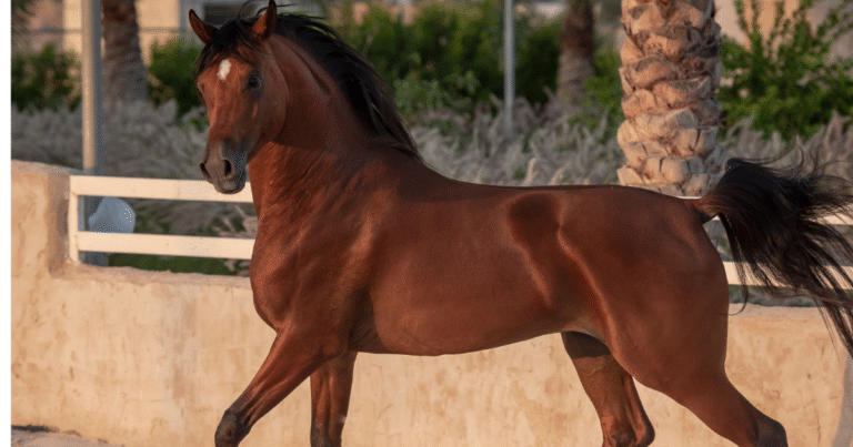 Top 10 Black Arabian Horses