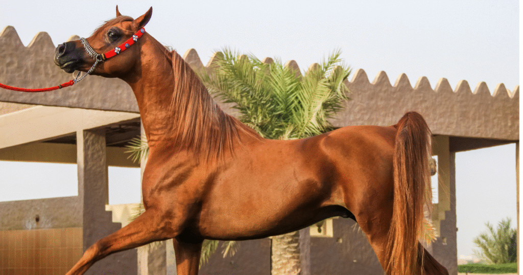 arabian horses for sale in dubai