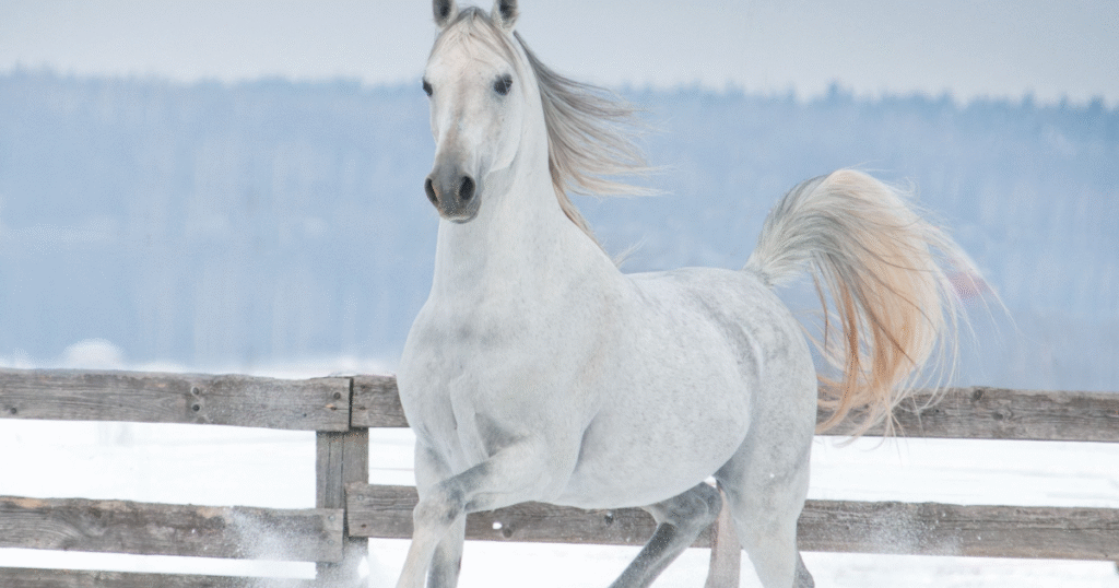 arabian horses for sale in dubai