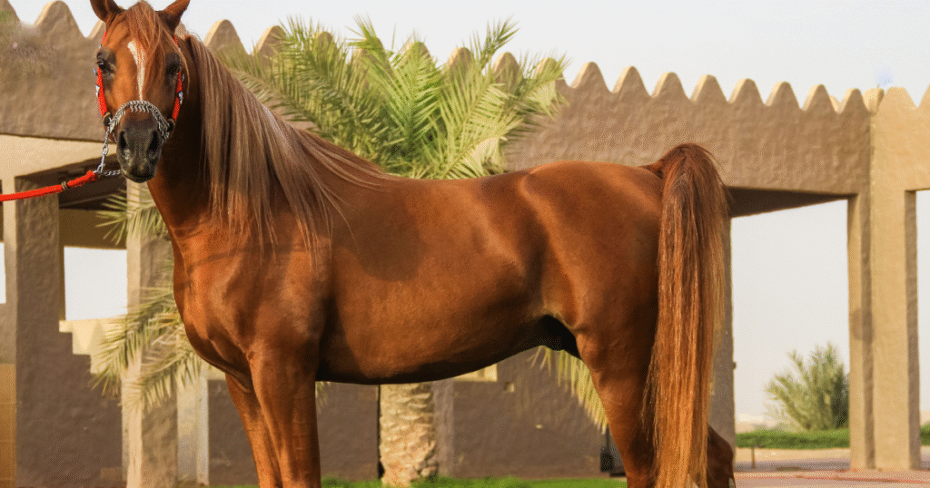 Top 10 Black Arabian Horses