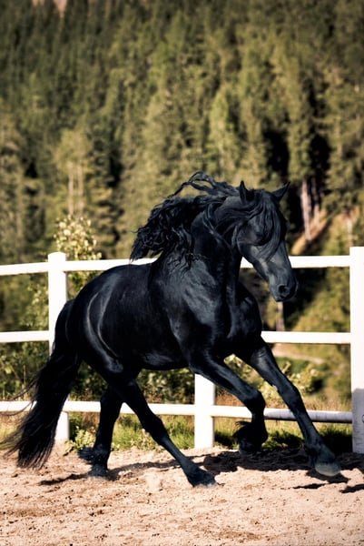 π Friesian Gelding for Sale EU