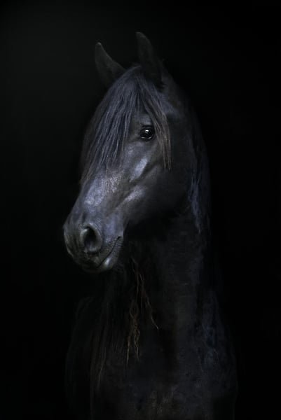 π Friesian Gelding for Sale EU