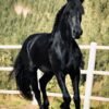 π Friesian Gelding for Sale EU π Friesian Gelding for Sale EU