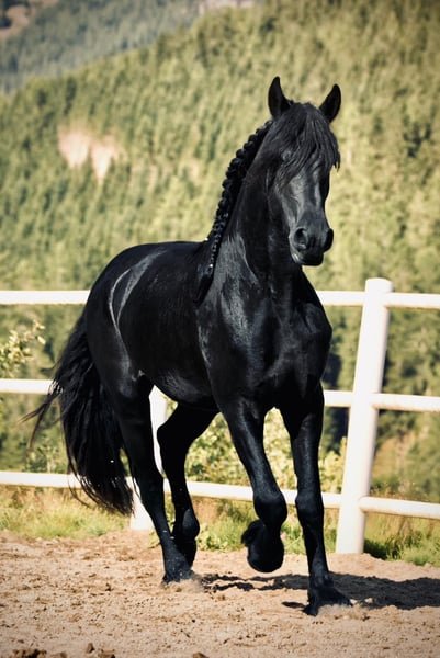π Friesian Gelding for Sale EU