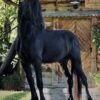 π Friesian Gelding for Sale EU π Friesian Gelding for Sale EU