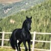 π Friesian Gelding for Sale EU π Friesian Gelding for Sale EU
