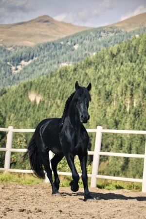 🐎 Friesian Gelding for Sale EU
