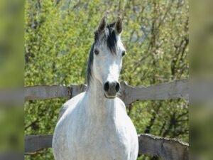 Arabian Berber Mare for Sale Belgium Arabian Berber Mare for Sale Belgium