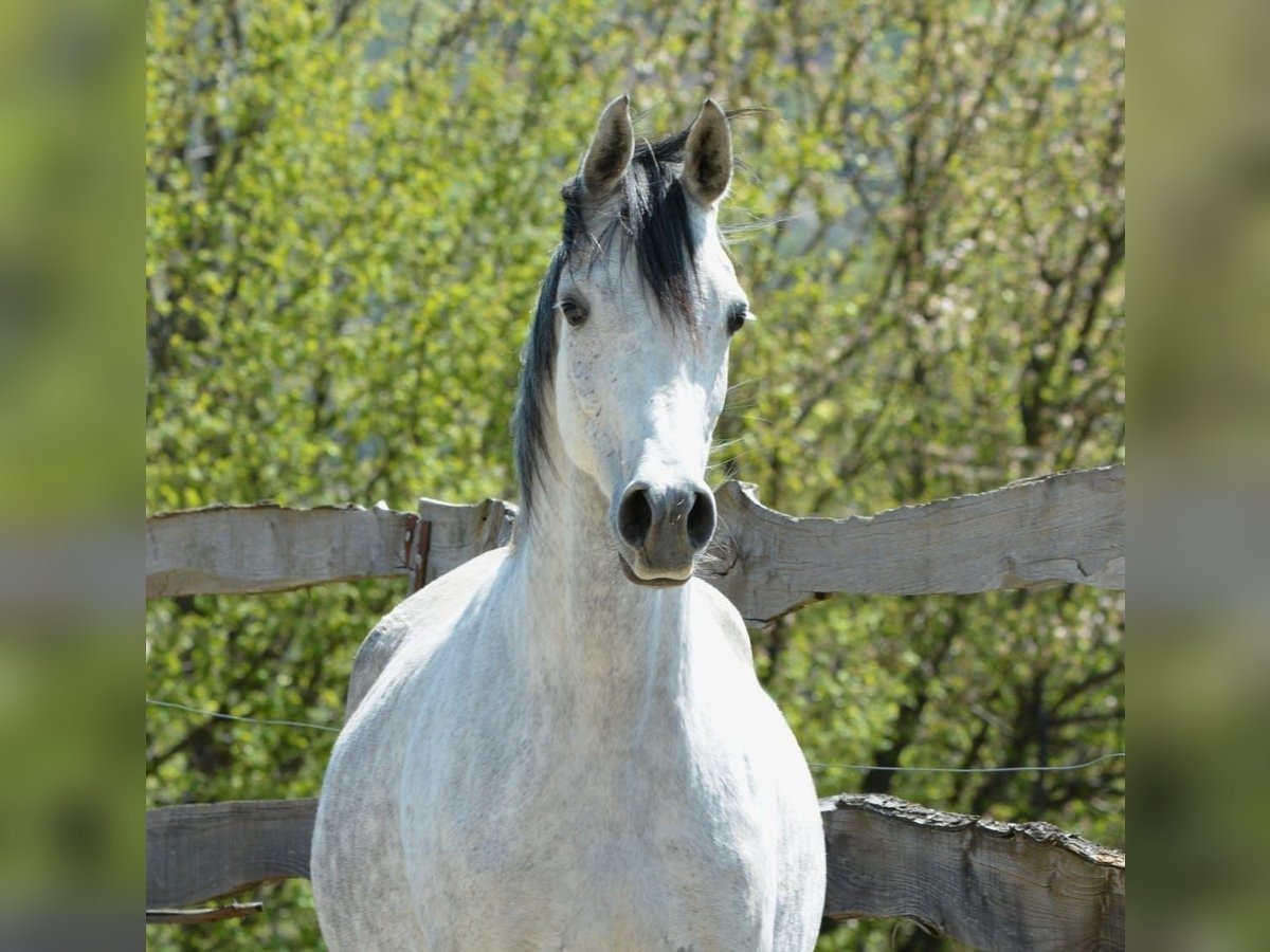 Arabian Berber Mare for Sale Belgium