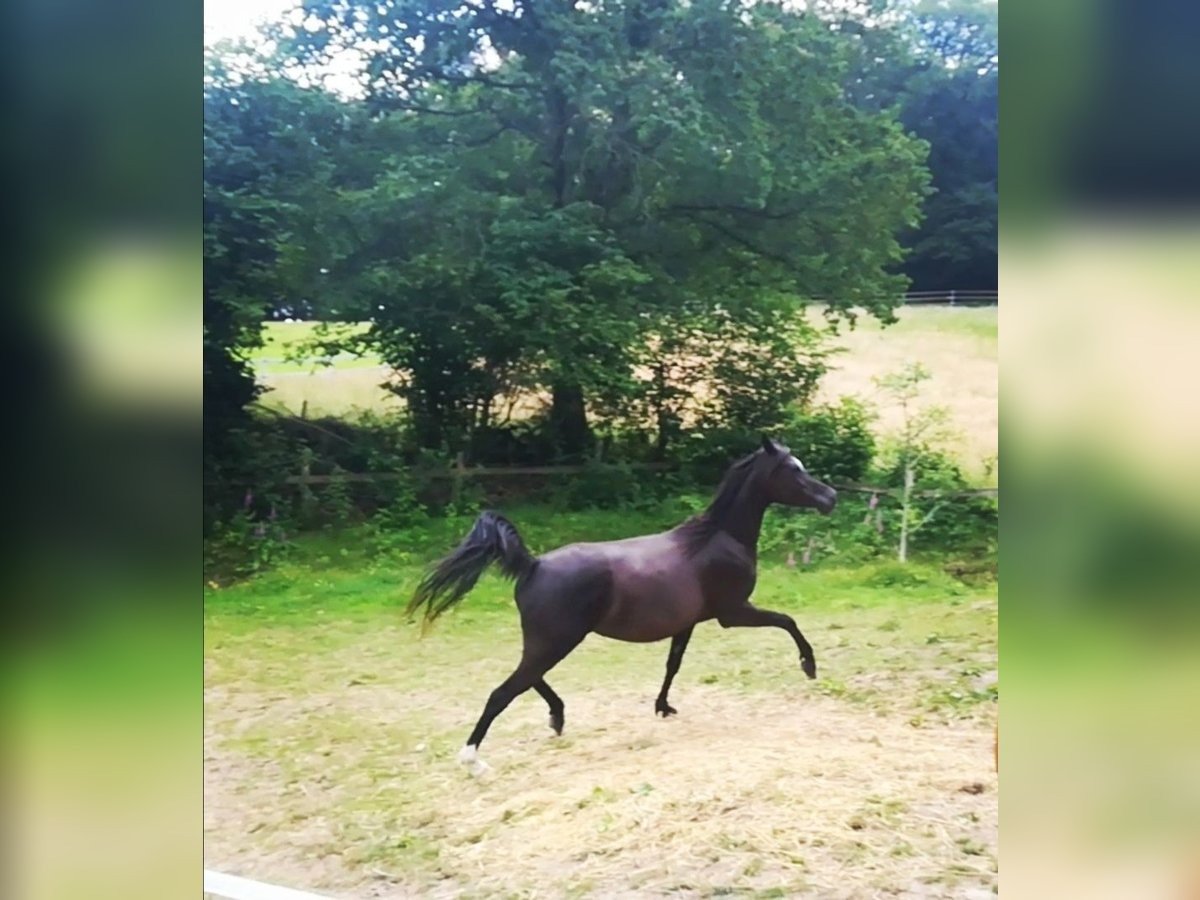black arabian mare for sale