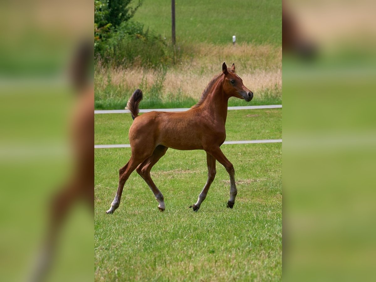 Arabian mare for sale Germany