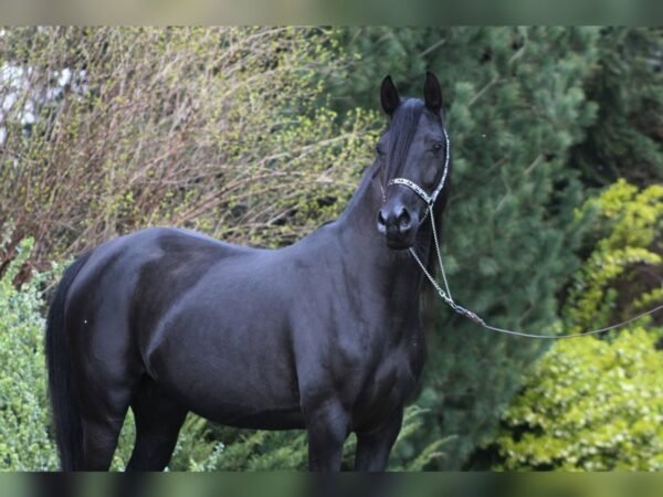 Arabian Mare for Sale Poland