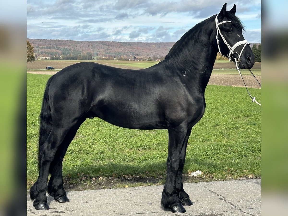 Friesian Gelding for Sale EU