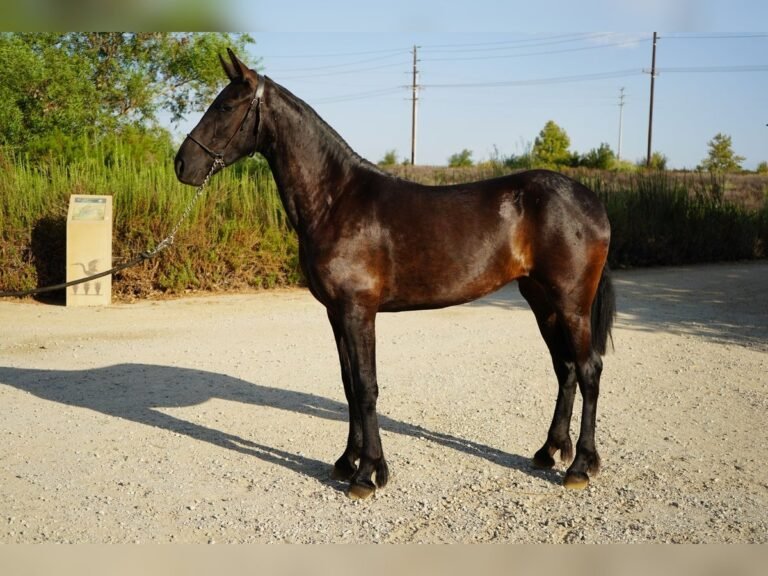 warlander mare for sale usa