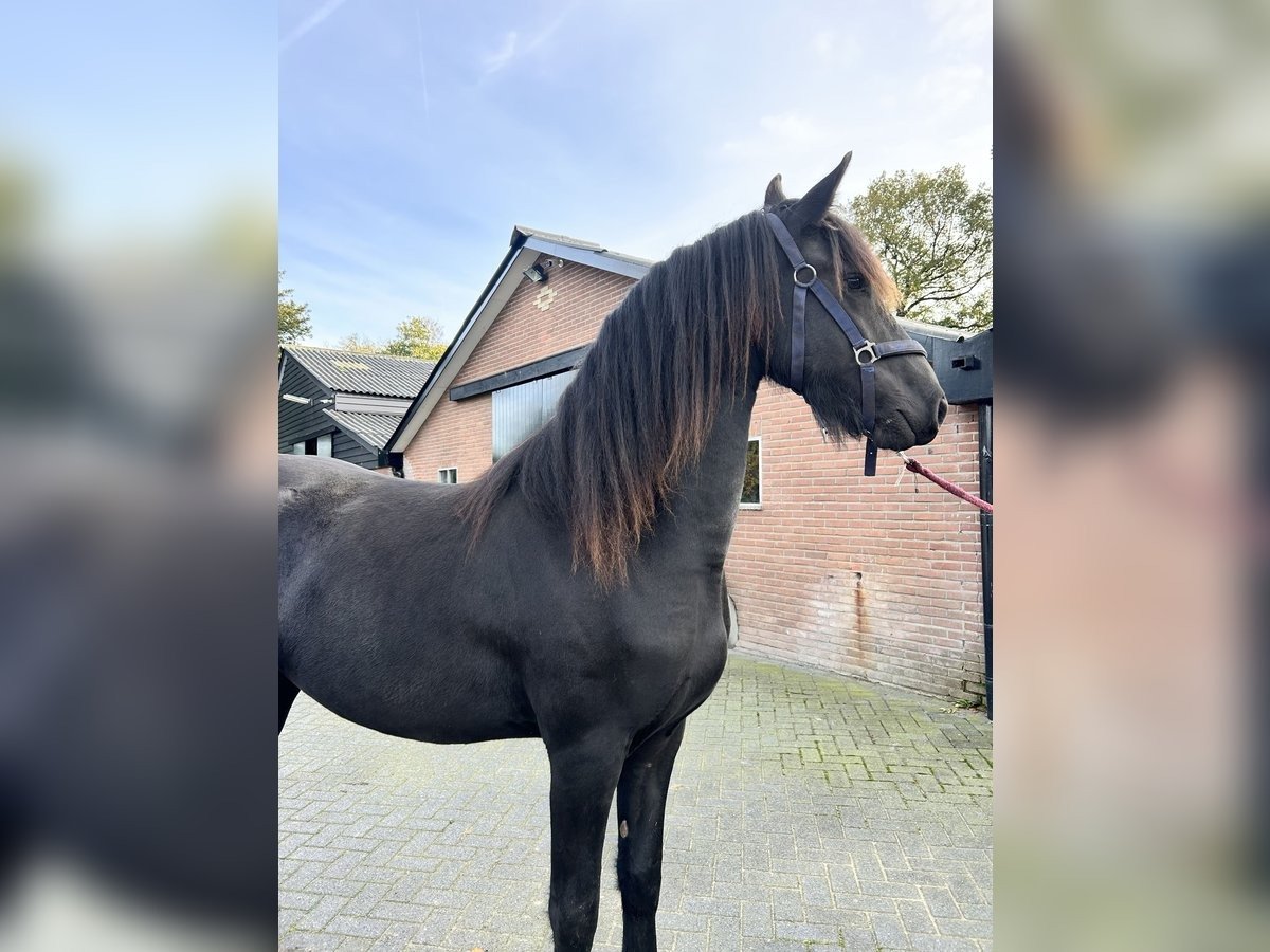 🐎 Friesian Mare for Sale EU