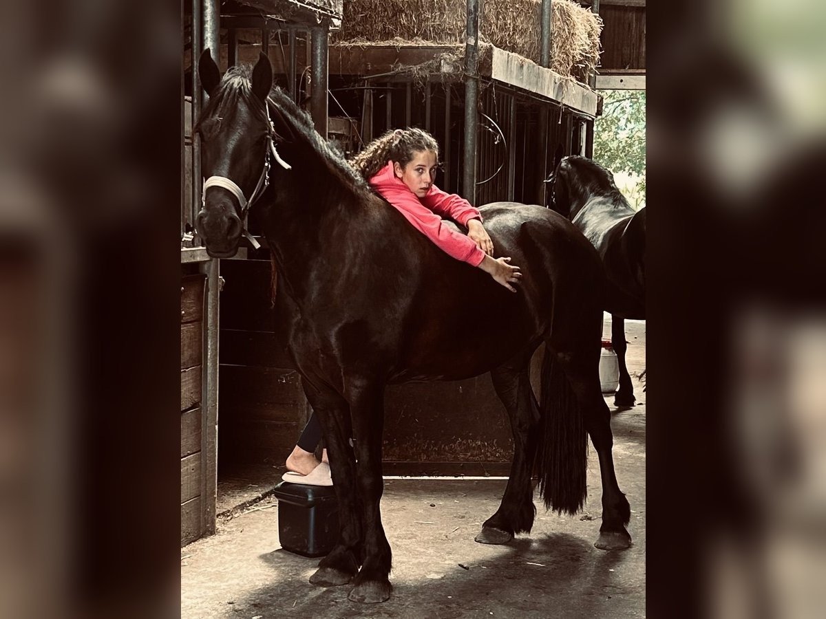 Friesian Mare for Sale EU