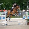 Hanoverian Warmblood Gelding for Sale Germany