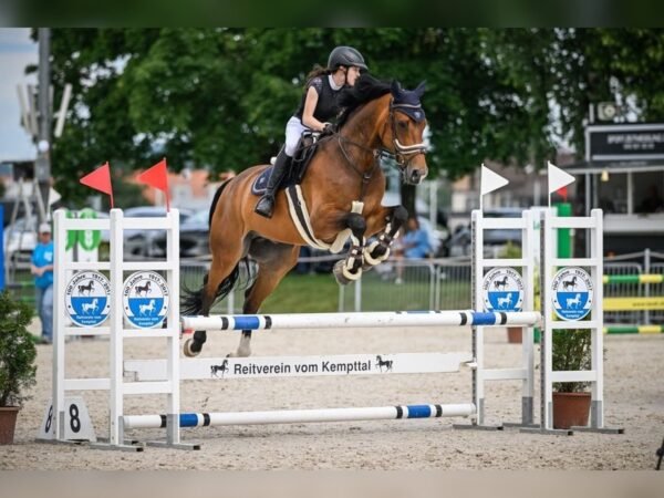Hanoverian Warmblood Gelding for Sale Germany
