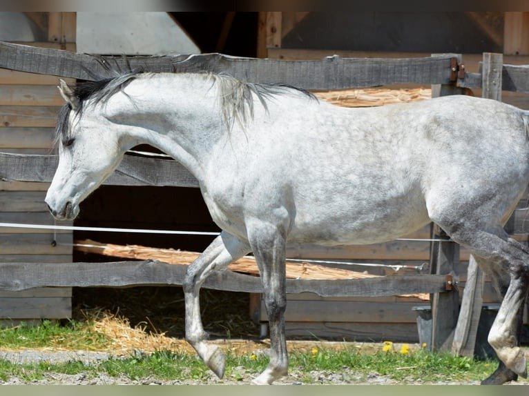 Arabian Berber Mare for Sale Belgium