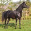 Arabian Gelding for Sale Germany Arabian Gelding for Sale Germany