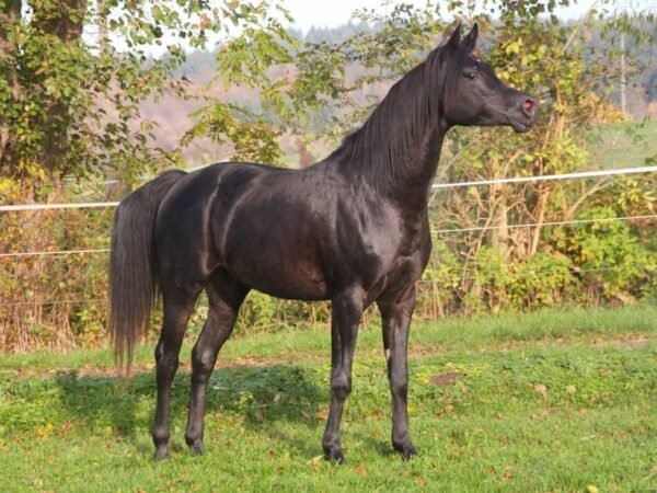 Arabian Gelding for Sale Germany Arabian Gelding for Sale Germany