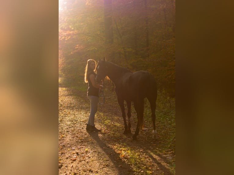 black arabian mare for sale