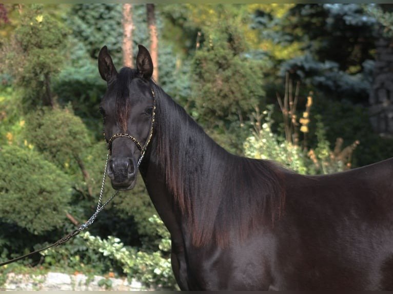🐎 Arabian Mare for Sale Poland