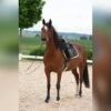 Arabian Mare for Sale Germany