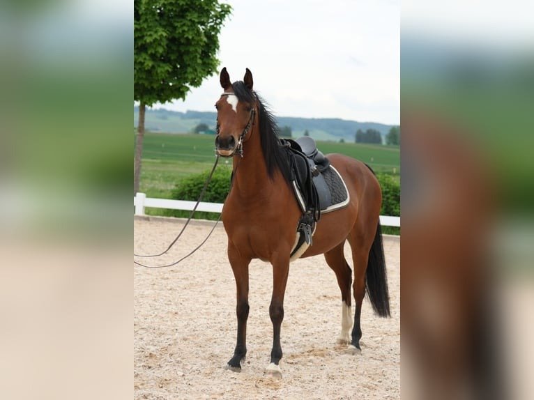 Arabian Mare for Sale Germany