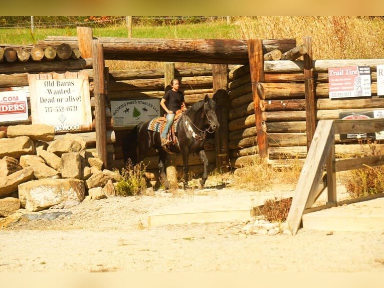 Friesian Gelding for Sale USA