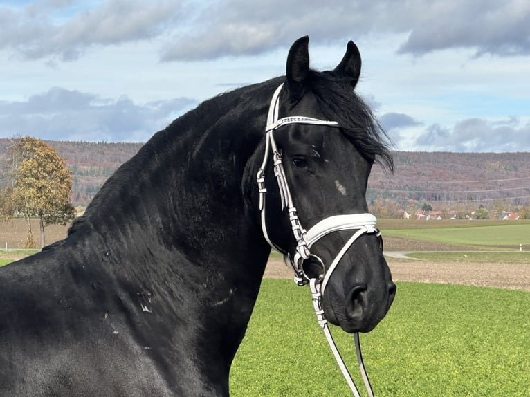 Friesian Gelding for Sale EU