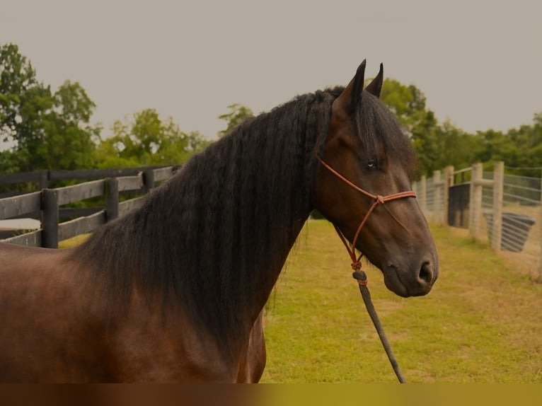 🐎 Friesian Sport Horse for Sale USA