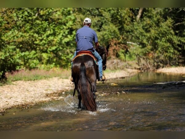 π Friesian Sport Horse for Sale USA π Friesian Sport Horse for Sale USA