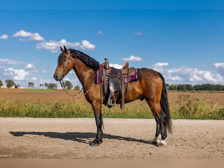 Friesian Cross Pony for Sale USA