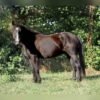 Friesian Gelding for Sale USA